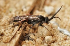 Cryptocheilus versicolor