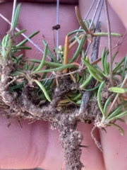 Pharnaceum dichotomum