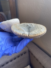 Chlorophyllum molybdites