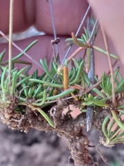 Pharnaceum dichotomum