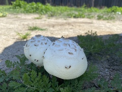 Chlorophyllum molybdites