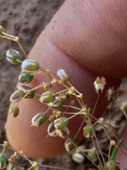 Pharnaceum dichotomum