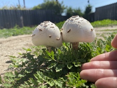 Chlorophyllum molybdites