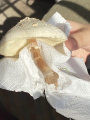 Chlorophyllum molybdites