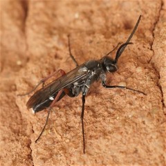 Cryptocheilus versicolor