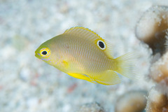 Pomacentrus amboinensis