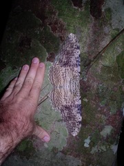 Thysania agrippina