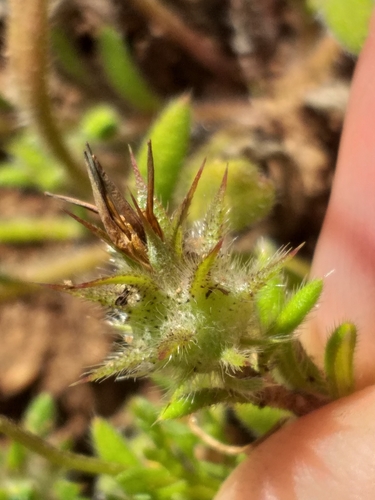 Image of Southern Beetledaisy (Gorteria piloselloides) by (c) kevin koen, some rights reserved (CC BY-SA)