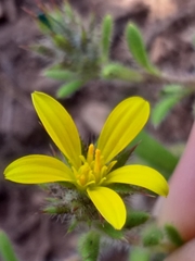 Gorteria piloselloides