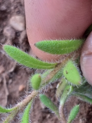 Gorteria piloselloides