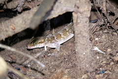 Cyrtodactylus darmandvillei