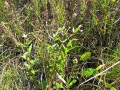 Epilobium fastigiato-ramosum