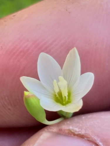Image of Geissorhiza inconspicua by (c) kevin koen, some rights reserved (CC BY-SA)