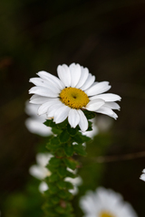 Osmitopsis parvifolia