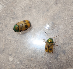 Cryptocephalus laetus