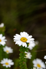 Osmitopsis parvifolia