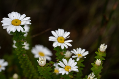 Osmitopsis parvifolia
