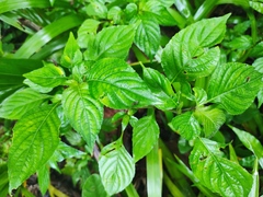 Dicliptera chinensis