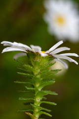 Osmitopsis parvifolia