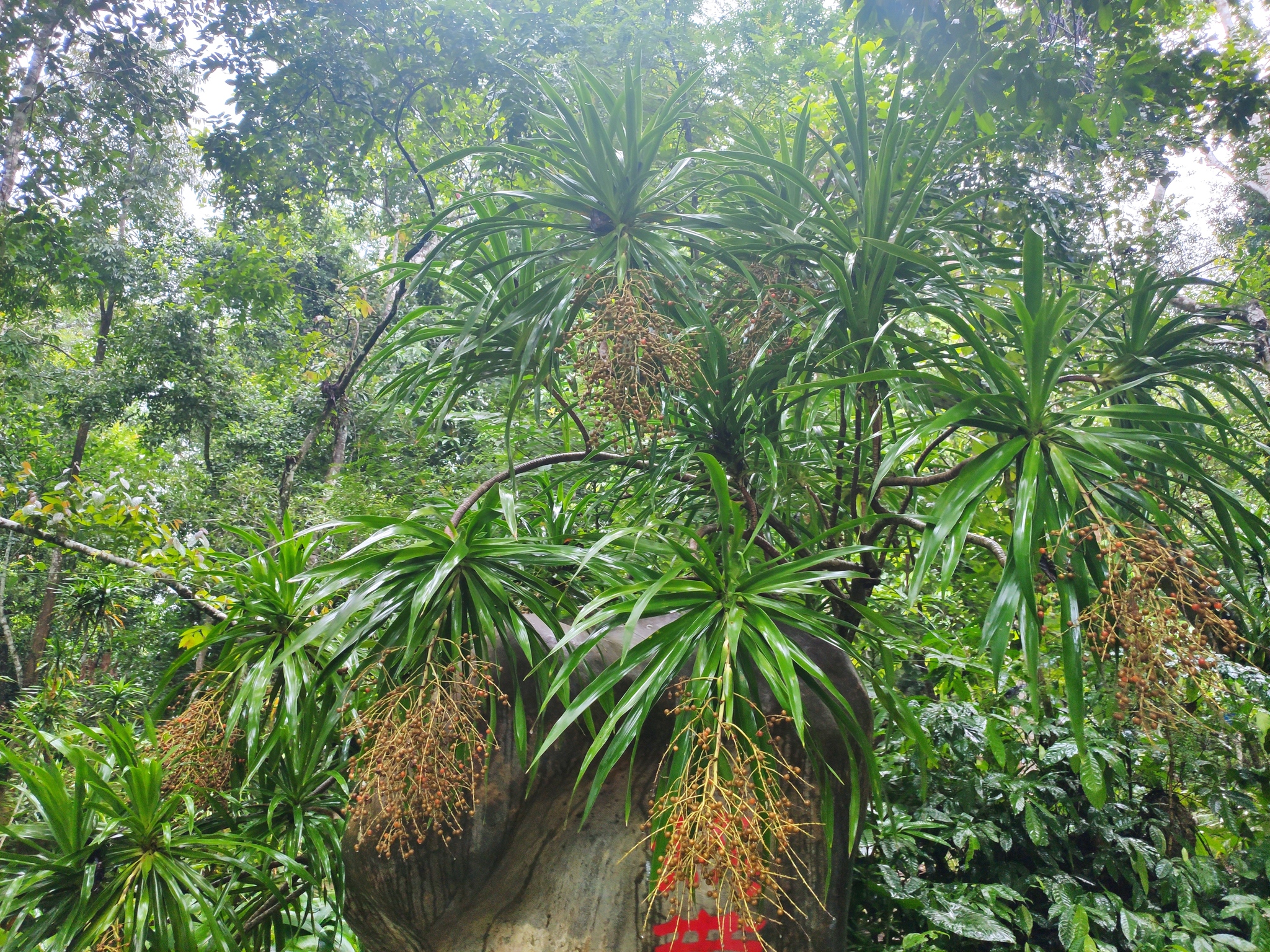 Dracaena cochinchinensis  iNaturalist