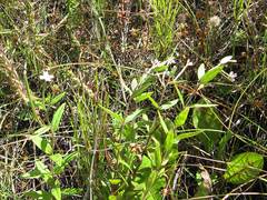 Epilobium fastigiato-ramosum