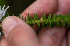 Osmitopsis parvifolia