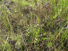 Epilobium fastigiato-ramosum