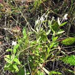 Epilobium fastigiato-ramosum