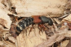 Platydracus stercorarius
