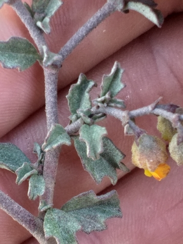 Image of Hermannia cuneifolia by (c) kevin koen, some rights reserved (CC BY-SA)
