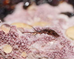 Paronellides