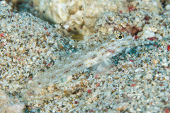 Fusigobius melacron