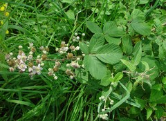 Rubus polyanthemus