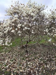 Magnolia salicifolia