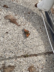 Aglais urticae