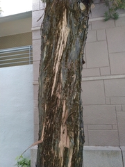 Podocarpus macrophyllus