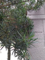 Podocarpus macrophyllus