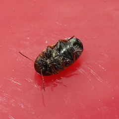 Cryptocephalus laetus