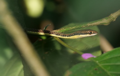 Dendrelaphis inornatus