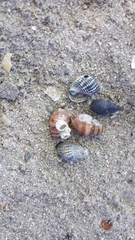 Tritia reticulata