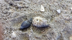 Tritia reticulata