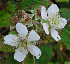 Rubus nemoralis