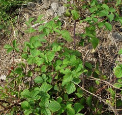 Rubus nemoralis
