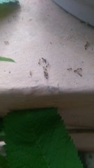 Myrmicinae