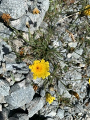 Tolpis staticifolia