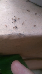 Myrmicinae