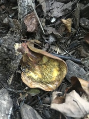 Boletinellus merulioides