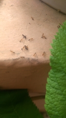 Myrmicinae
