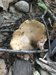 Boletinellus merulioides