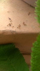 Myrmicinae